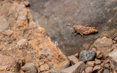 Unbekannter Einwohner von Riglos